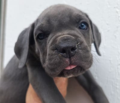 Les chiots de Cane Corso