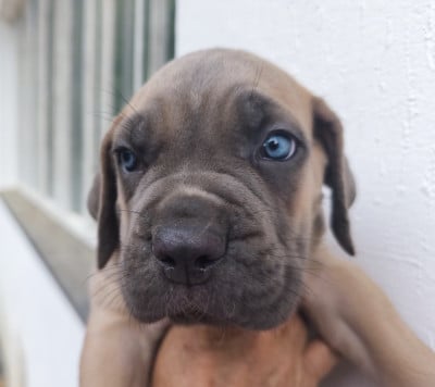 Les chiots de Cane Corso