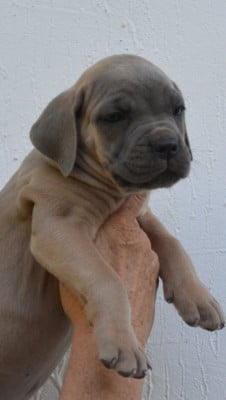 Les chiots de Cane Corso