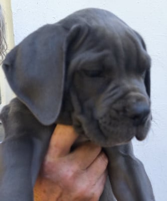 Les chiots de Cane Corso