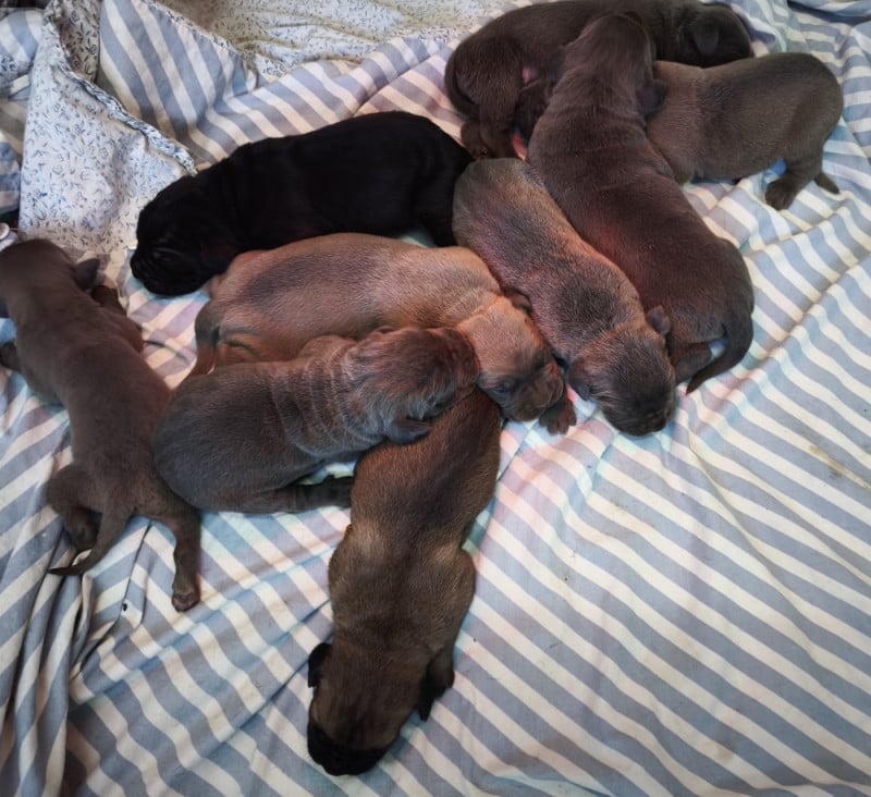 Cane Corso - Guardiani di divani
