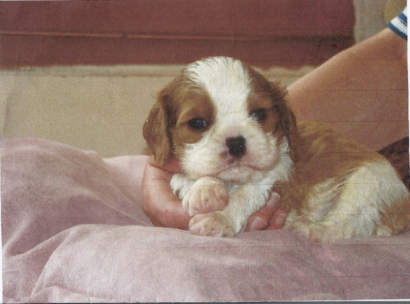 Publication : Des Joyeux Petits Filous Auteur : Catherine bousquet