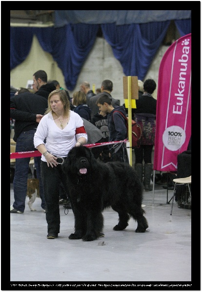 Droopy du Pas de Gargantua - 2 eme excellent en classe ouverte male