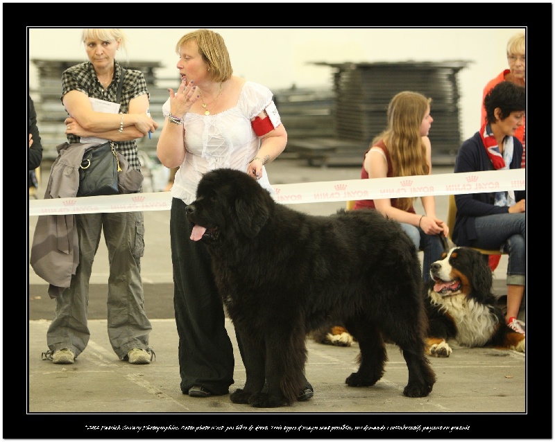 Droopy du Pas de Gargantua - 1 er excellent en ouverte me CACS et MEILLEUR DE RACEet 4 eme du groupe 2