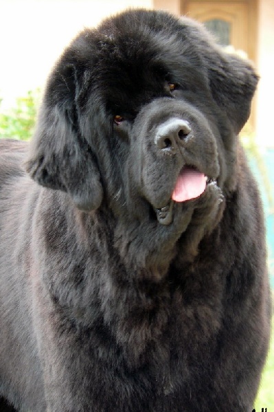 Droopy du Pas de Gargantua - 3 eme Excellent