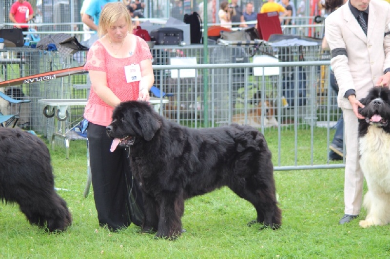 Droopy du Pas de Gargantua - Excellent en ouverte mâle