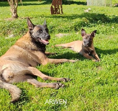 Les chiots de Berger Belge