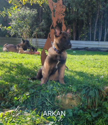 Les chiots de Berger Belge