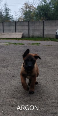 Les chiots de Berger Belge