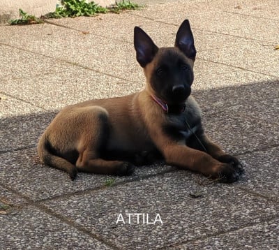 Les chiots de Berger Belge