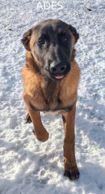 Les chiots de Berger Belge