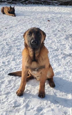 Les chiots de Berger Belge