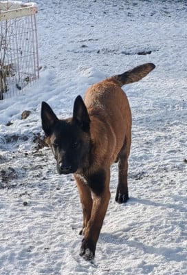 Les chiots de Berger Belge