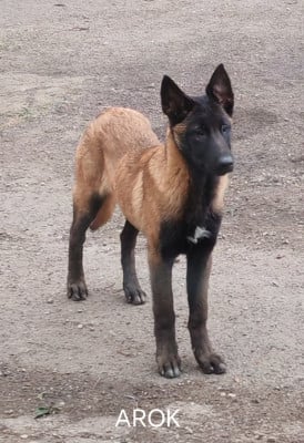 Les chiots de Berger Belge