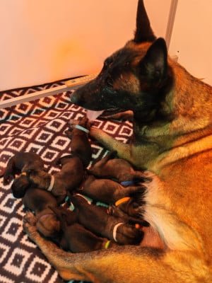 CHIOT 4 - Berger Belge