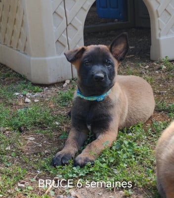 Les chiots de Berger Belge