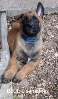 Les chiots de Berger Belge