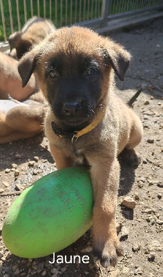 Les chiots de Berger Belge