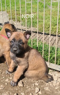 Les chiots de Berger Belge