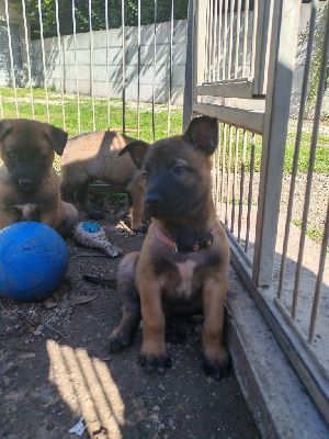 Les chiots de Berger Belge