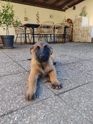 Les chiots de Berger Belge