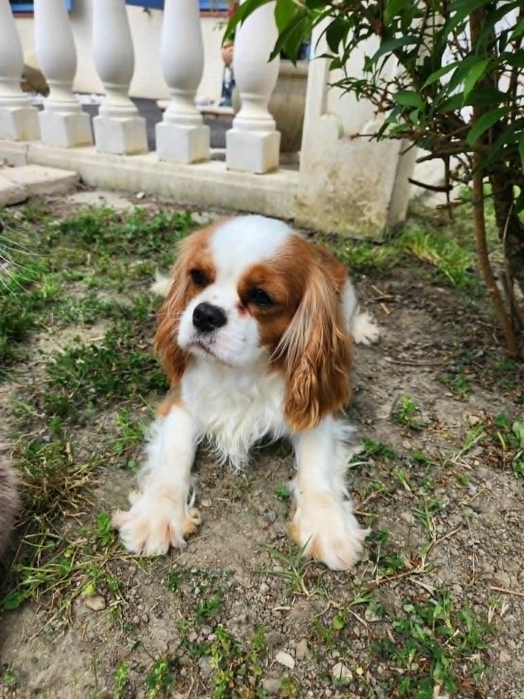 VAHINE EEVA du comte de Batz Castelmore