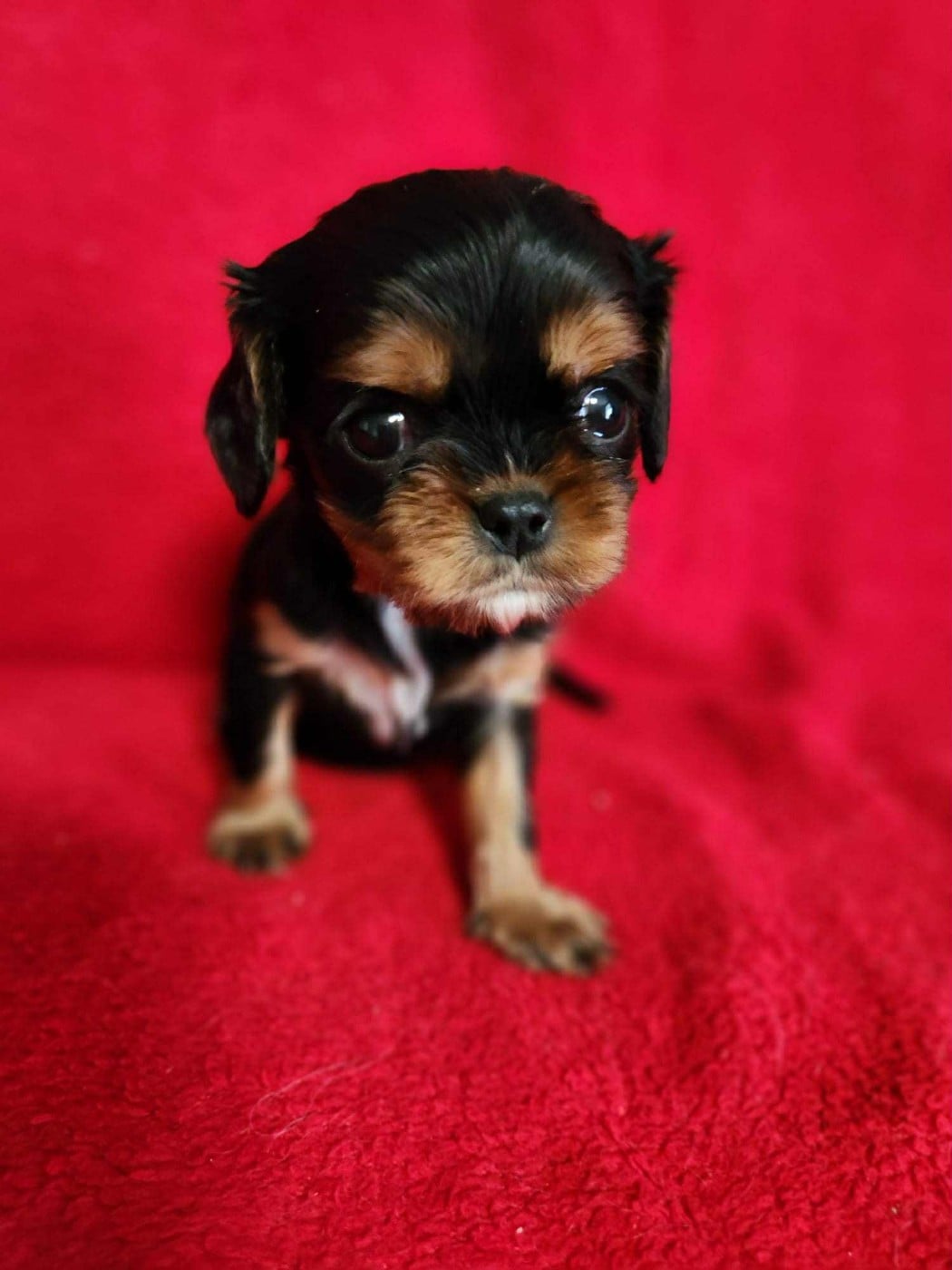 Cavalier King Charles Spaniel - Du Royaume De Victoria