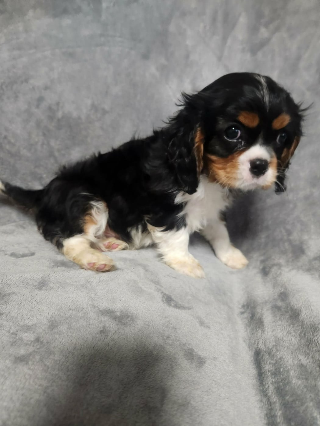 A Disponible immédiatement