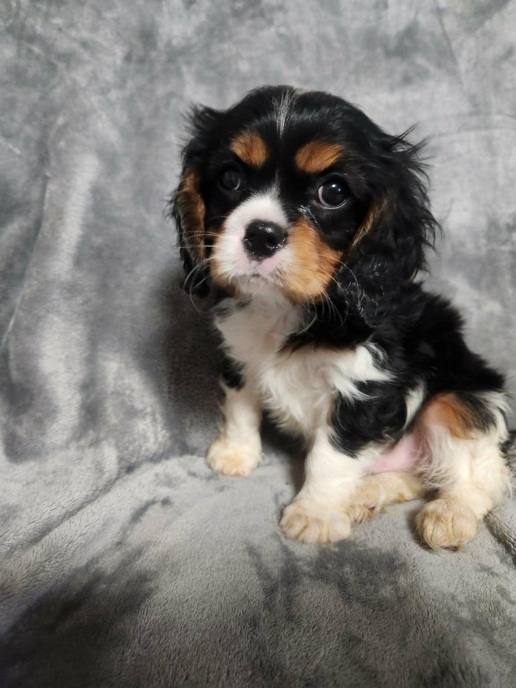 Cavalier King Charles Spaniel - Du Royaume De Victoria