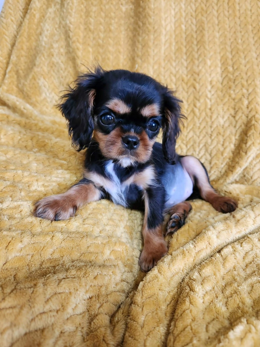 Cavalier King Charles Spaniel - Du Royaume De Victoria