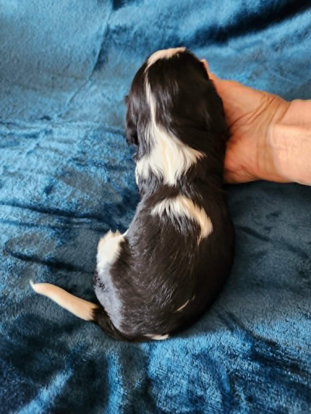 CHIOT 6