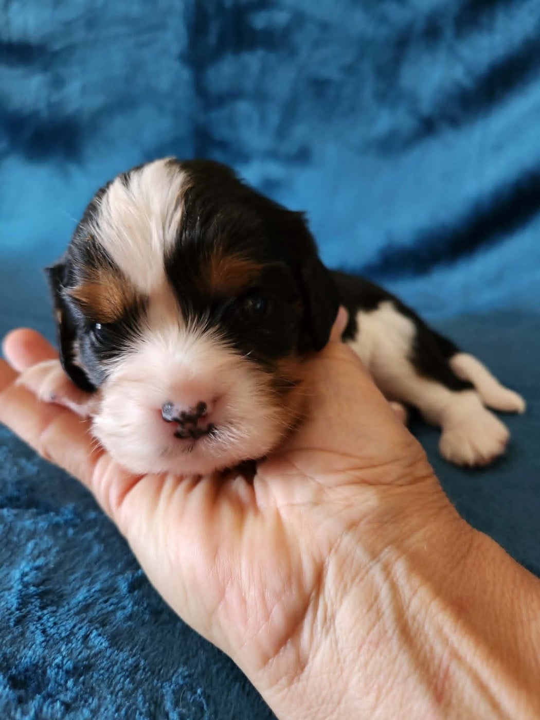 CHIOT 6