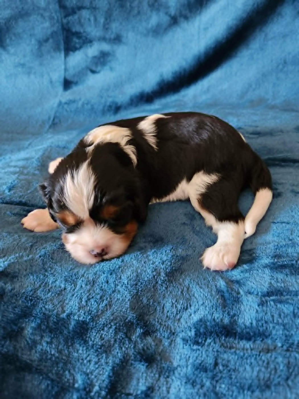 CHIOT 6