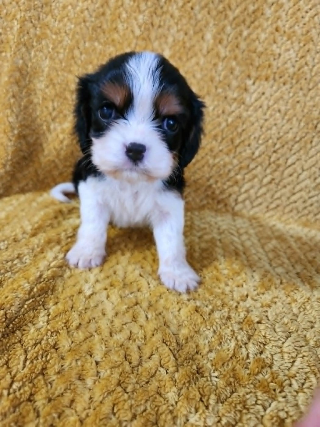 CHIOT 3