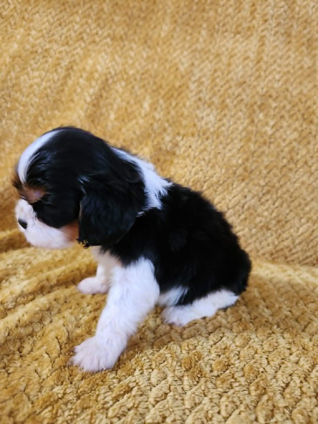 CHIOT 3
