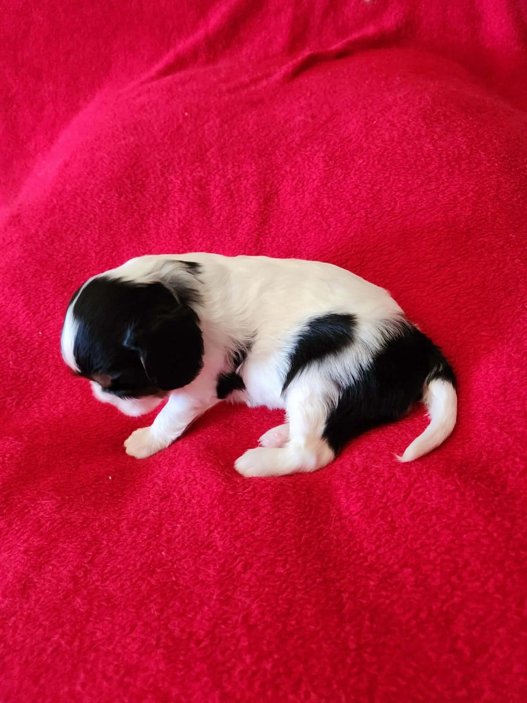 CHIOT 1