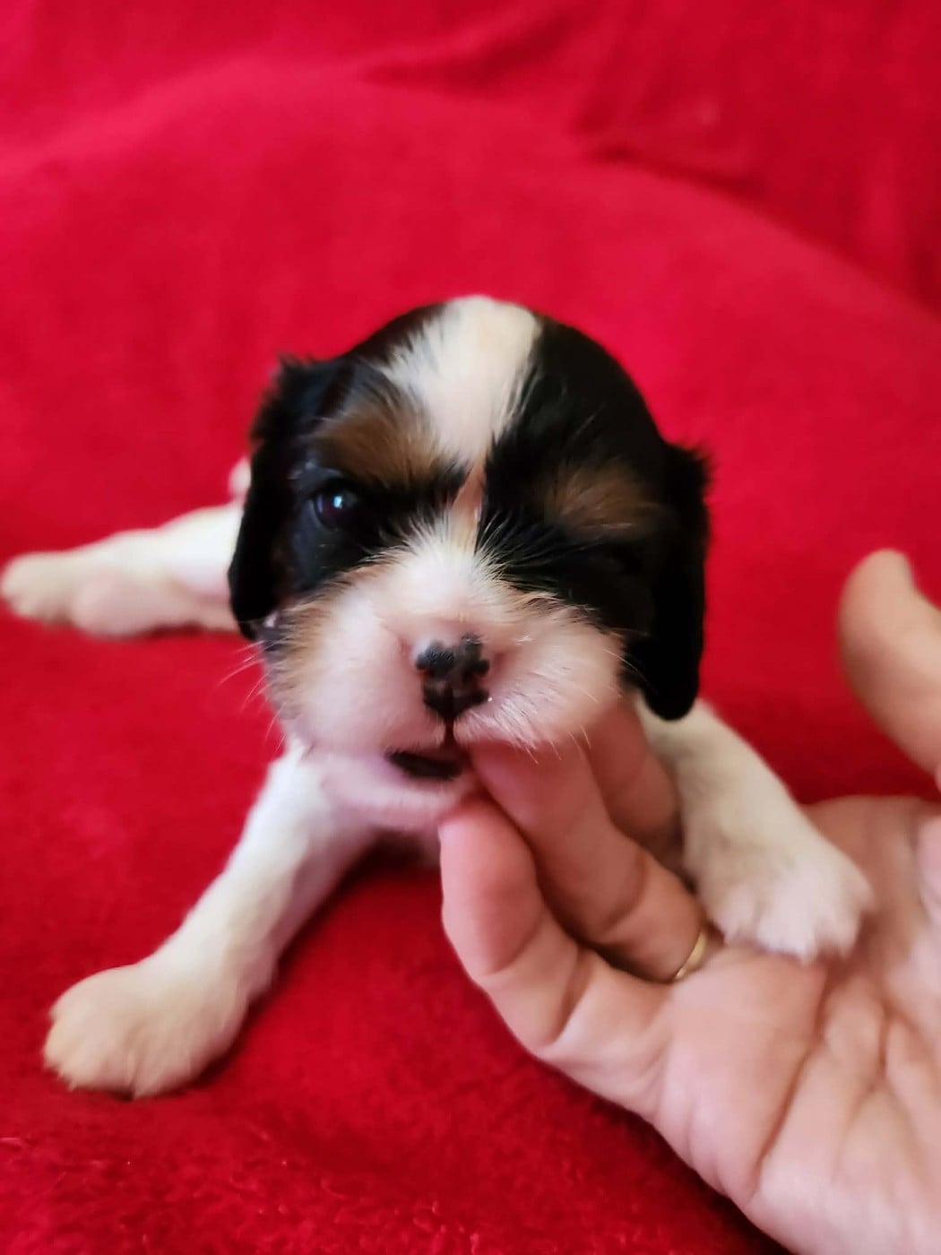 CHIOT 1