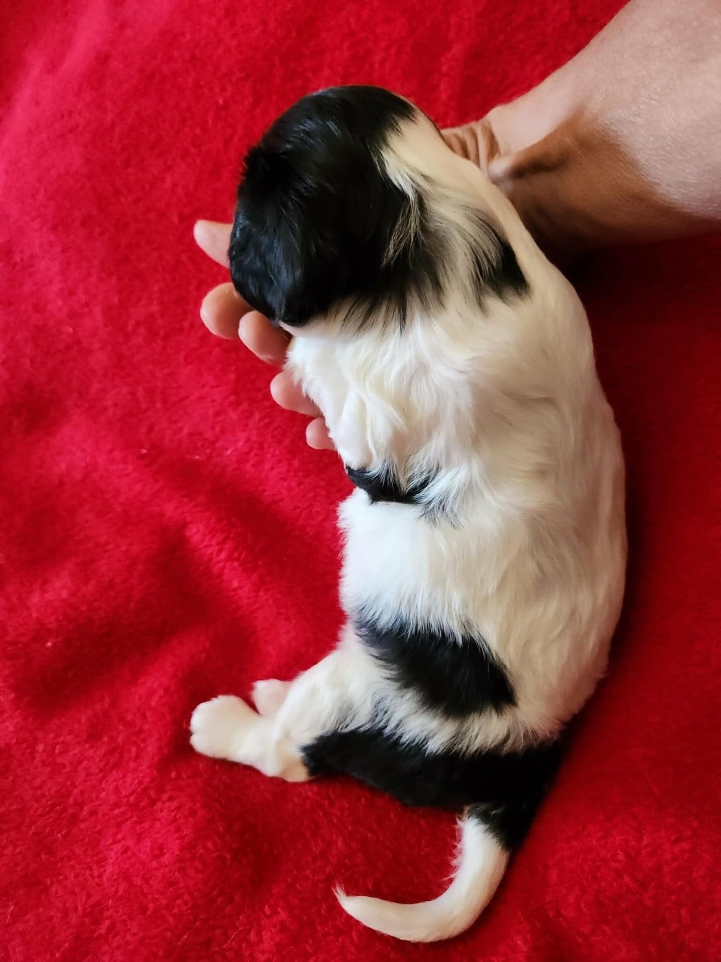 CHIOT 1