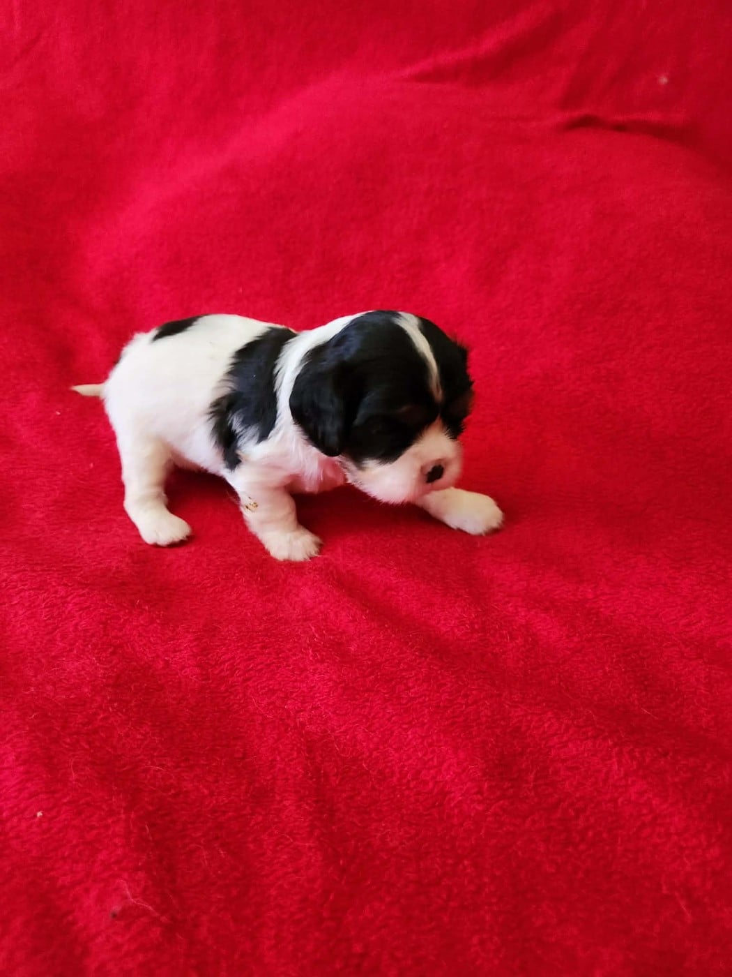 CHIOT 2