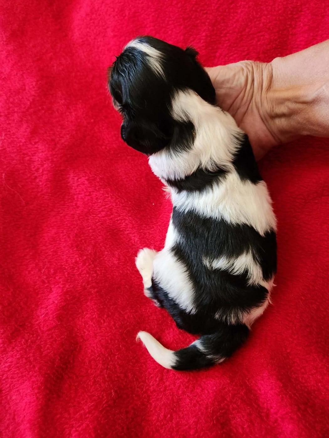 CHIOT 2