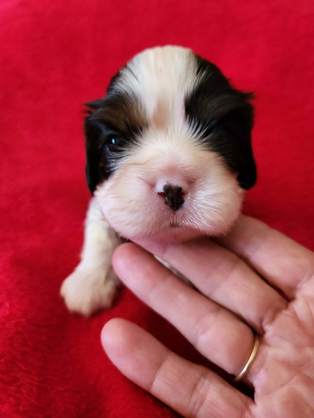 CHIOT 3