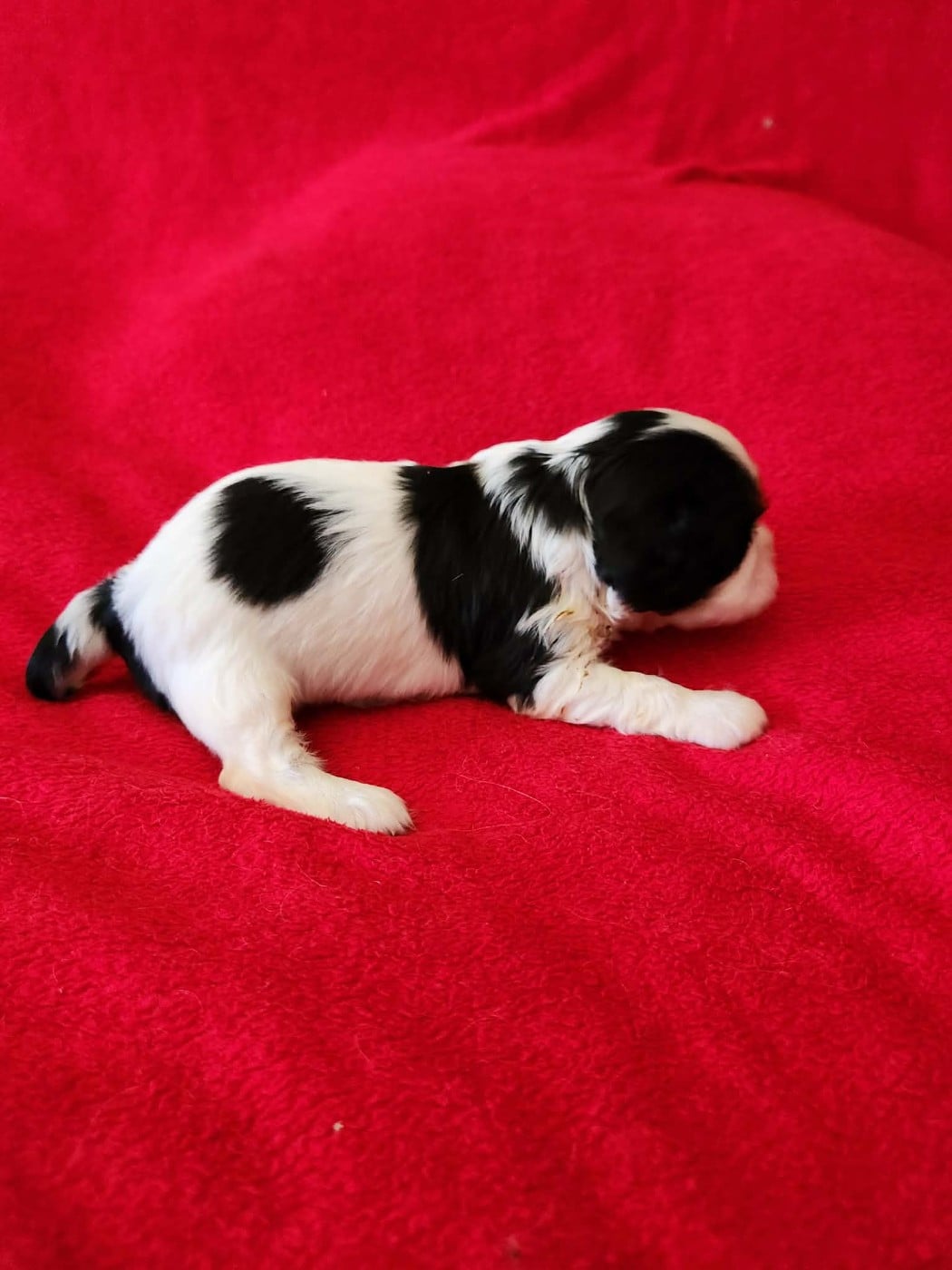 CHIOT 3