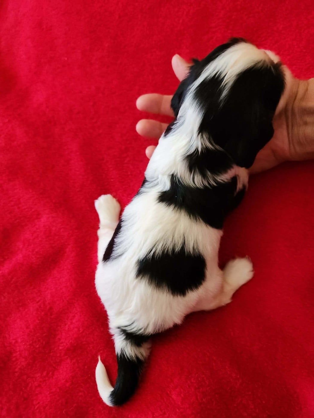 CHIOT 3