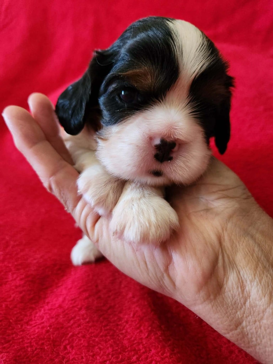 CHIOT 4