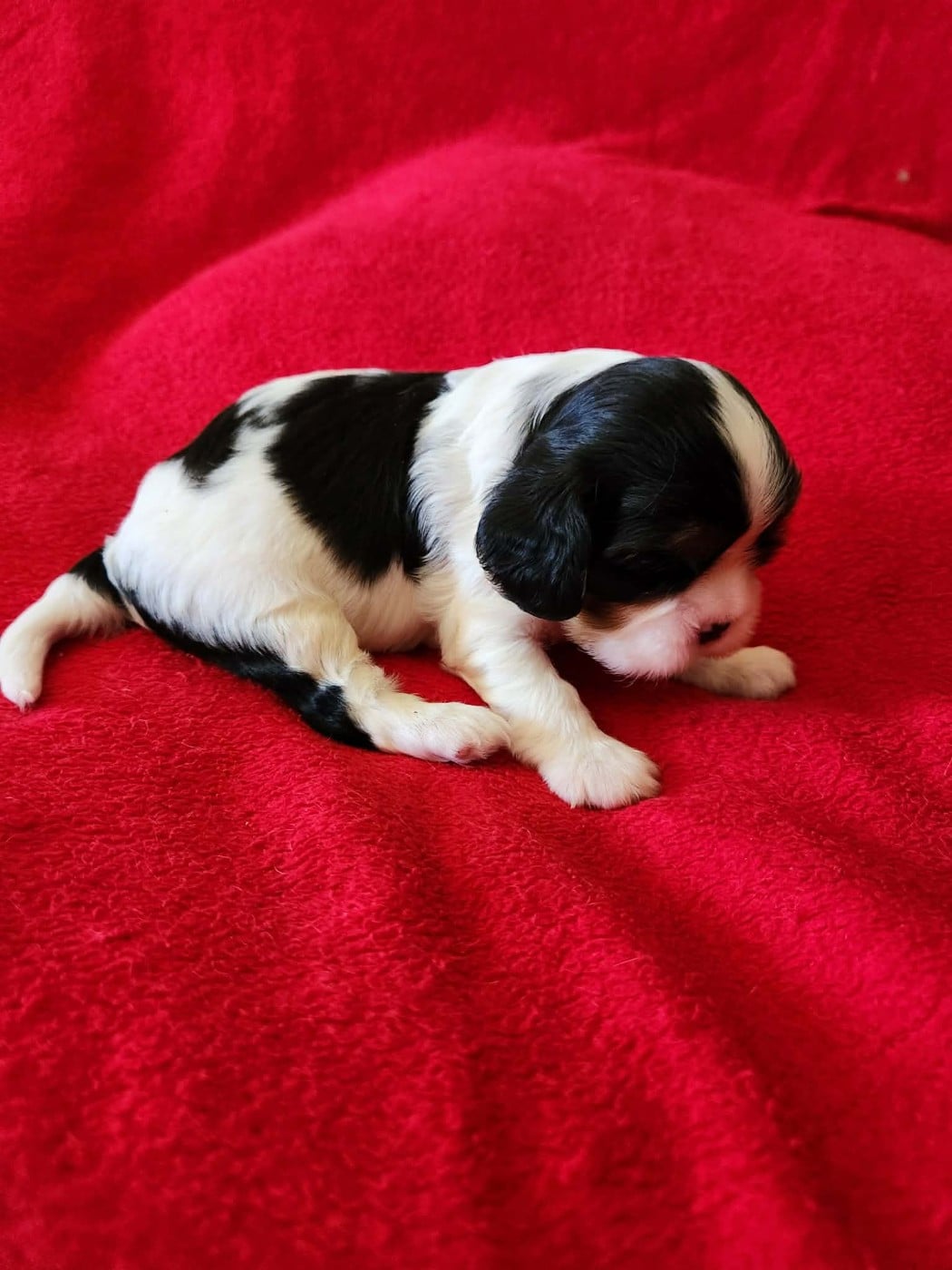 CHIOT 4