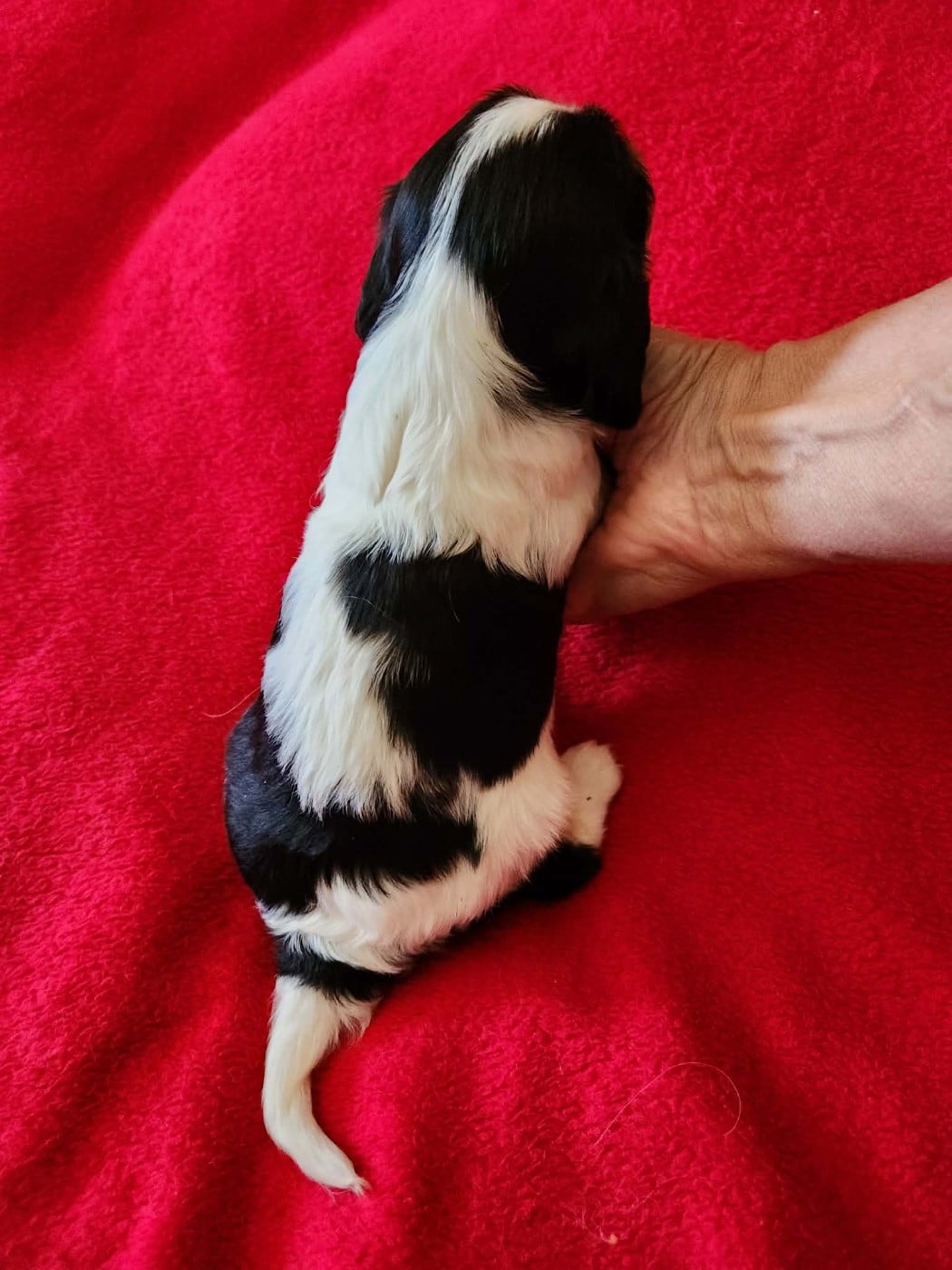 CHIOT 4