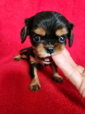 Les chiots de Cavalier King Charles Spaniel