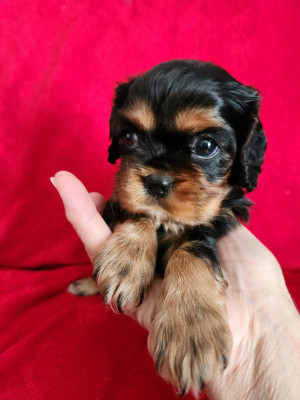 Les chiots de Cavalier King Charles Spaniel