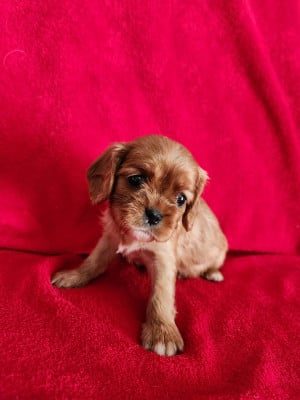 Les chiots de Cavalier King Charles Spaniel