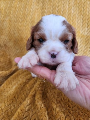Les chiots de Cavalier King Charles Spaniel